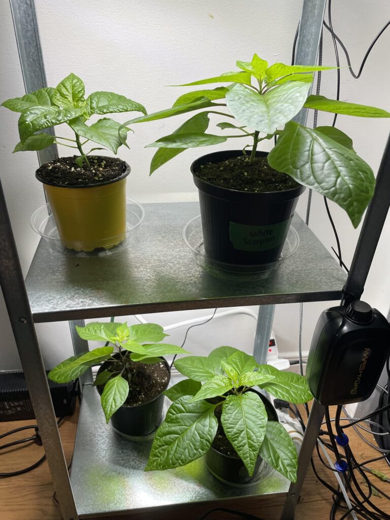 Look at these beautiful babies, my top 4 seedlings of 2025 so far.