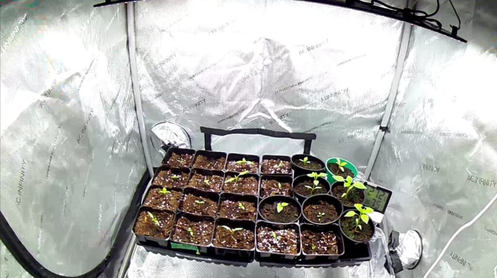 For anyone wondering about time to grow; These pictures are taken 10 days apart.