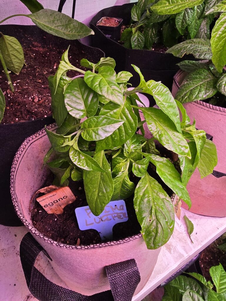 Anyone else go overboard with superhots?