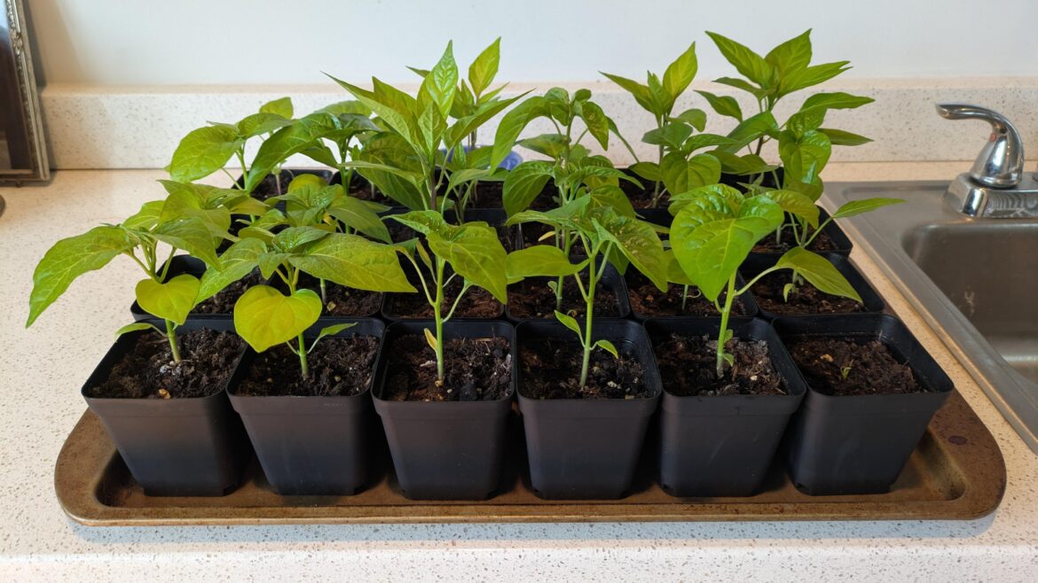 Should I be up-potting now or am I good? Can I go right into 3 or 5 gallons?