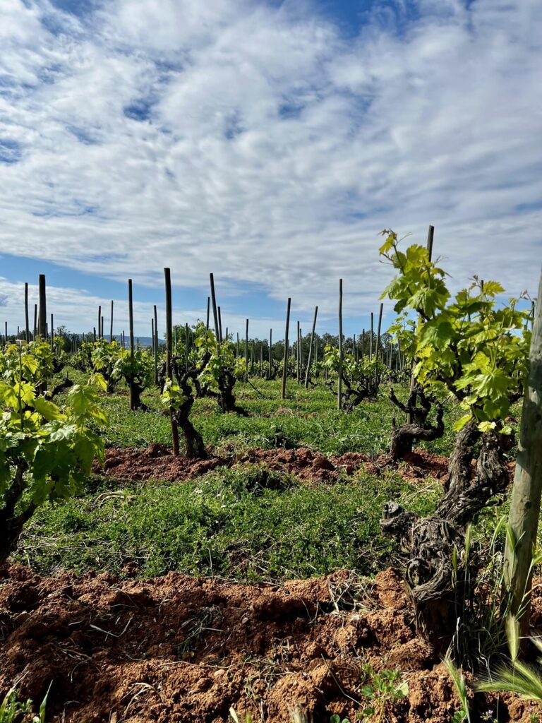 Recaredo’s Turó d’en Mota Recaredo’s Turó d’en Mota