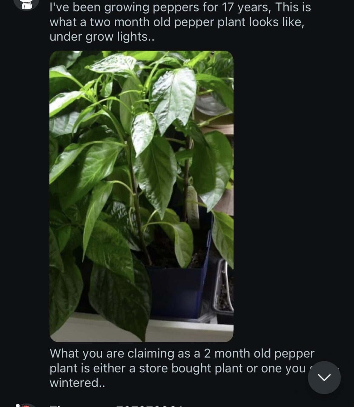 I must be doing something right if I’m getting accused of lying about how old my plant is 😂