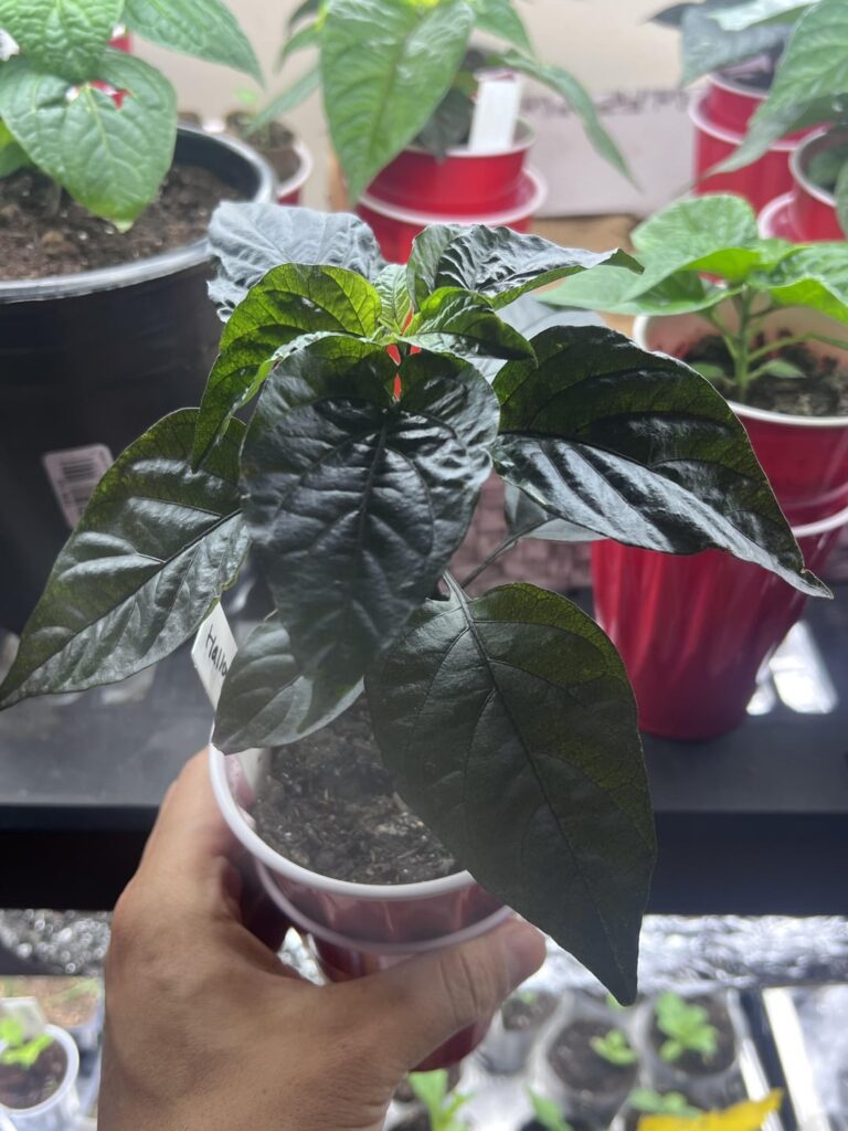 to top or not to top