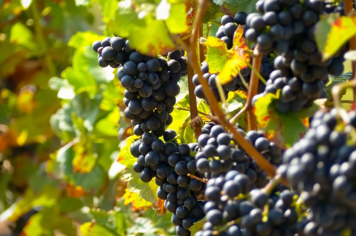 Germany: red wines to watch