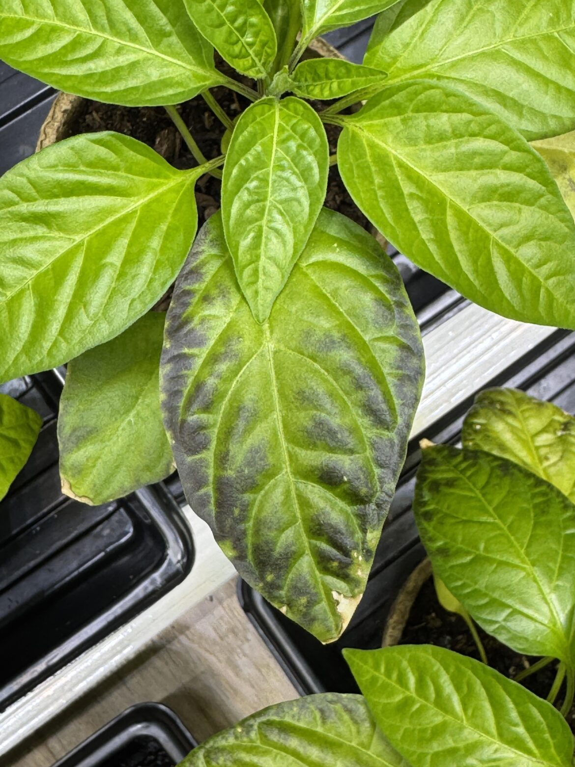 Blackened edges on scotch bonnet