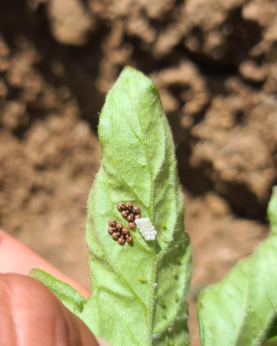 What are these (not the aphids) on my tomato plant? Friend or foe?