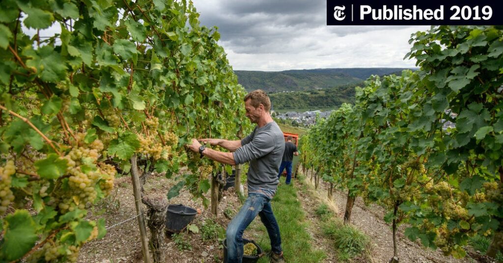‘Disgusting to Say, but It’s the Truth’: German Winemakers See Boon in Climate Change