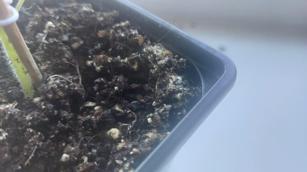 White Crystals On Soil Surface White Crystals On Soil Surface