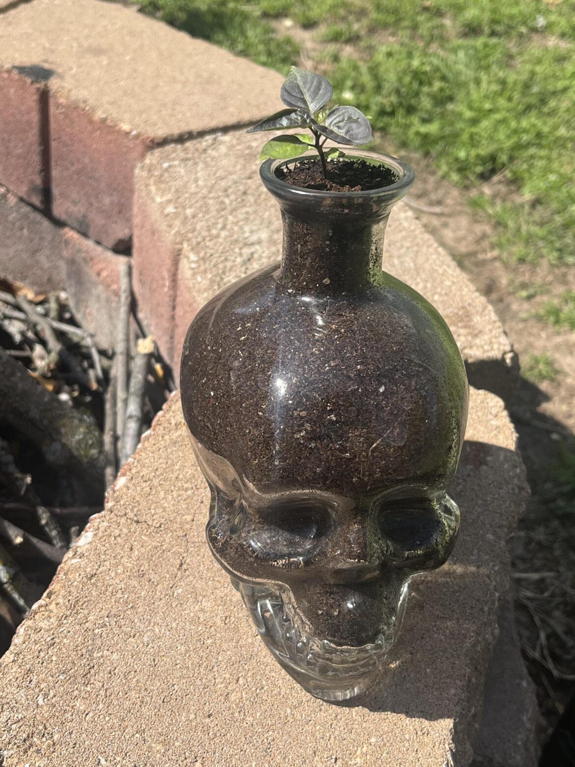 Ima fuckin’ chili head