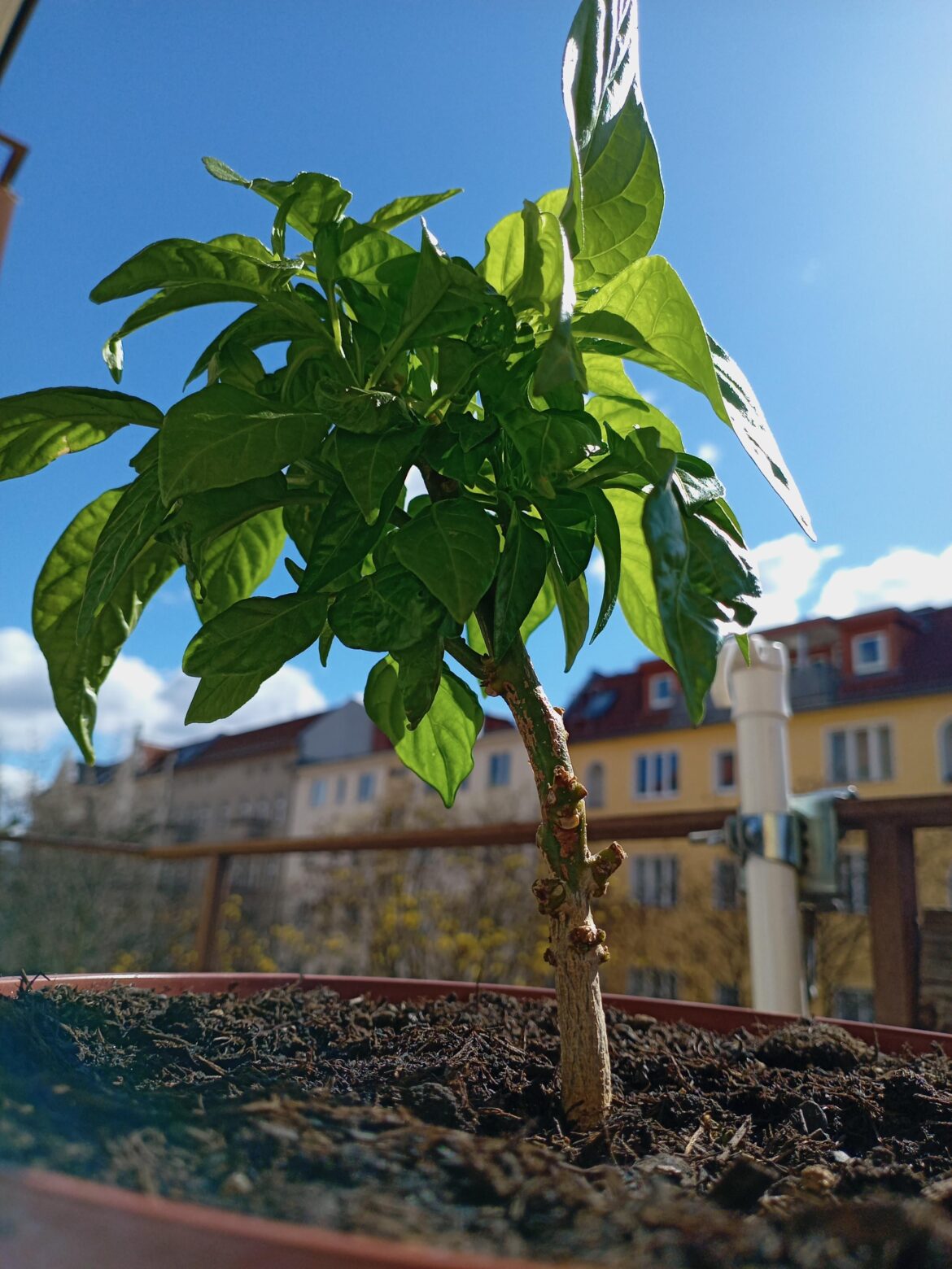 This has been my baby for the past 2 years. Always kept it short, now it looks like a bonsai.