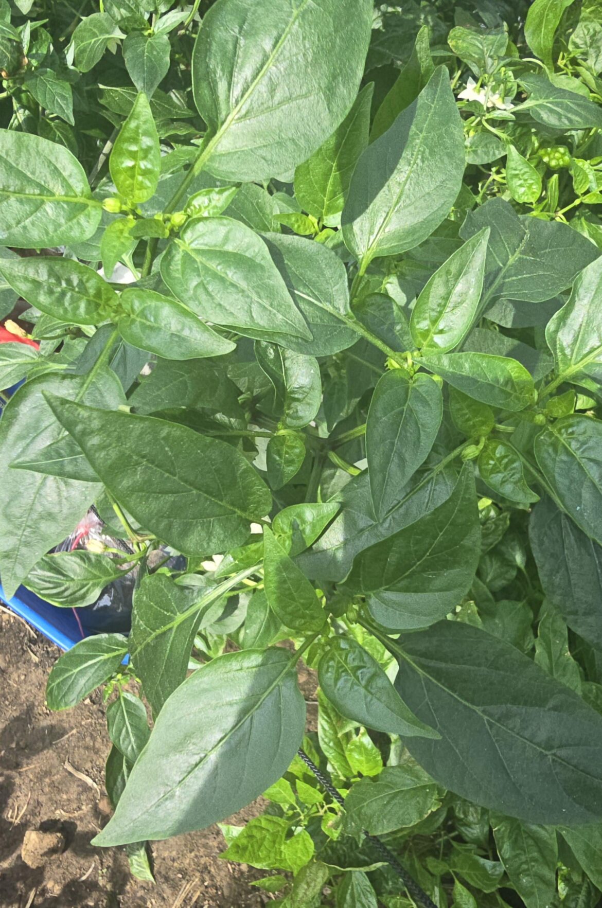 Plants starting to adapt to the sun, one more week to go before planting ♥️