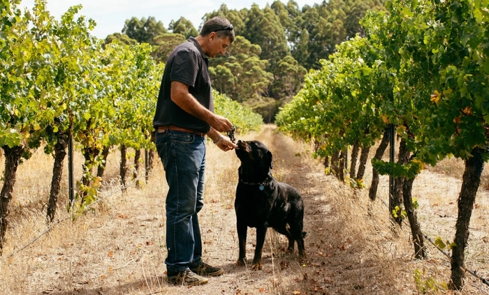 Fios Estate / Photograph = Fios Estate website, which produces wine in a traditional way that has been passed down from generation to generation