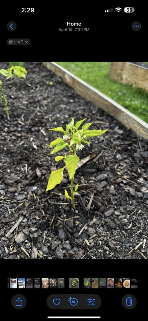 7 days post watering. Not seeing much difference?