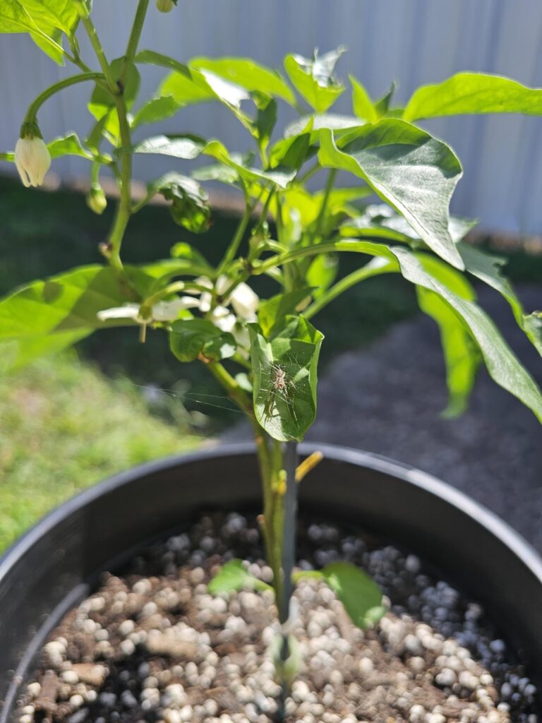 My jalapeño's body guard! 🕷
