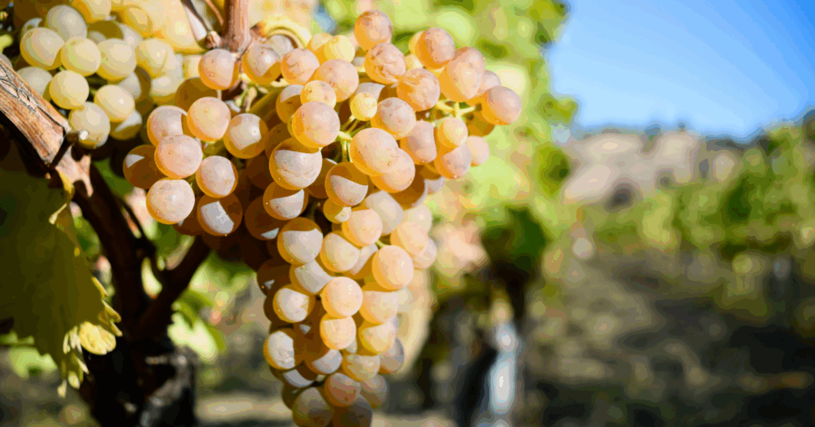 Get to know Australian viognier through these 16 examples Get to know Australian viognier through these 16 examples