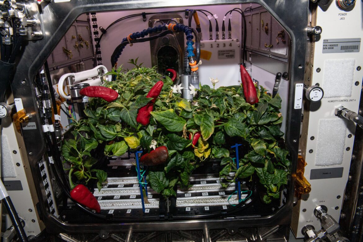 Fresh Hatch chili peppers grown on the International Space Station 2021