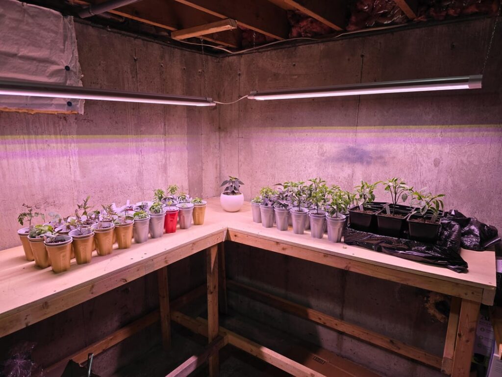 Floor grow turned basement grow. Rookie season, seeking advice. (5a)