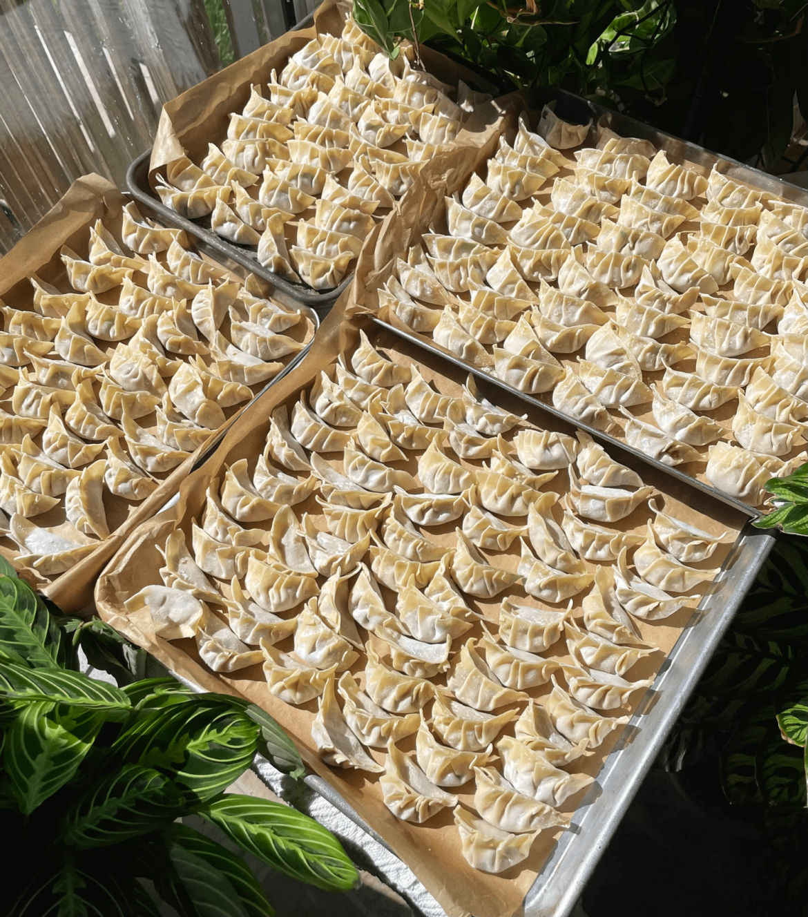 Spent a couple of hours this morning wrapping 200 gyozas to stick in my freezer