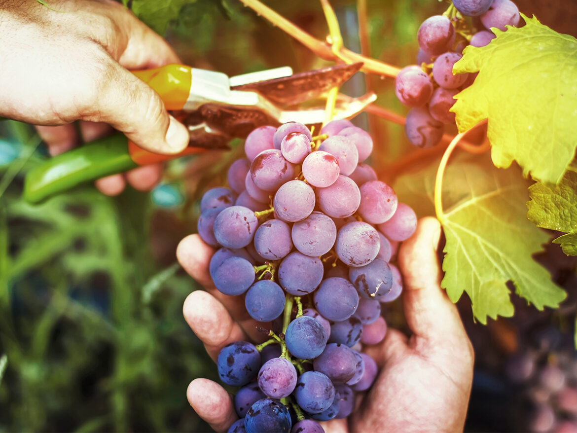 The Shout Magazine (New Zealand)