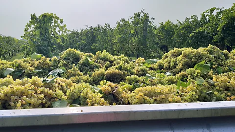 Lara Vecchi Grapes from the harvest await being crushed, cooked and aged (Credit: Lara Vecchi)