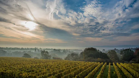 Guy Bell Half of England's vineyards, like Ambriel, are located in Sussex (Credit: Guy Bell)