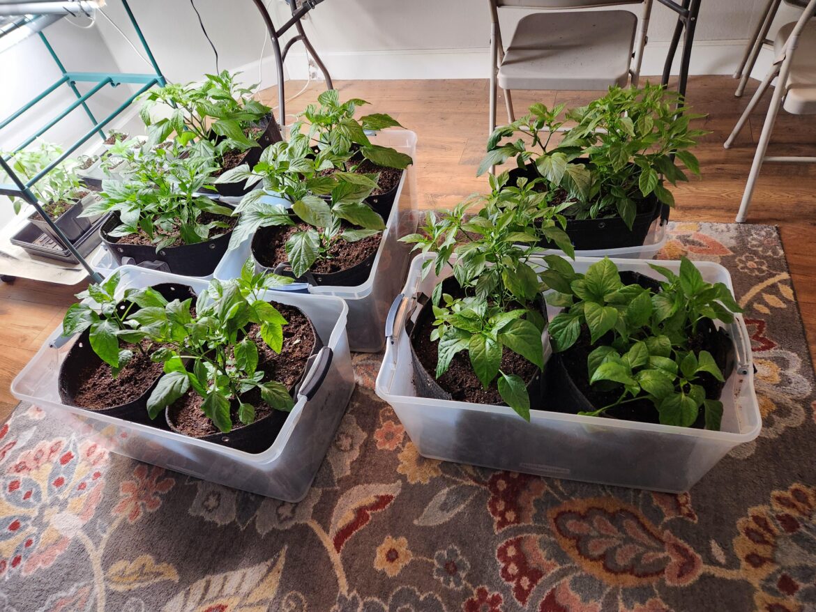Keeping grow bags in plastic bins as a microclimate until it's warmer