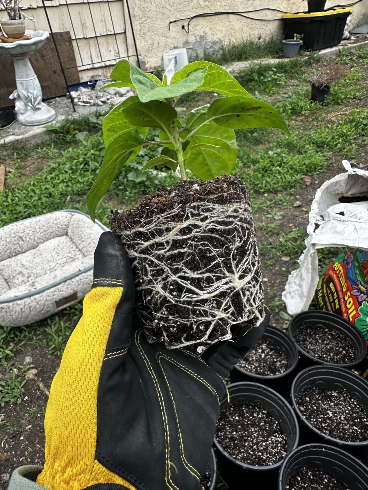 Myco is the real deal!!