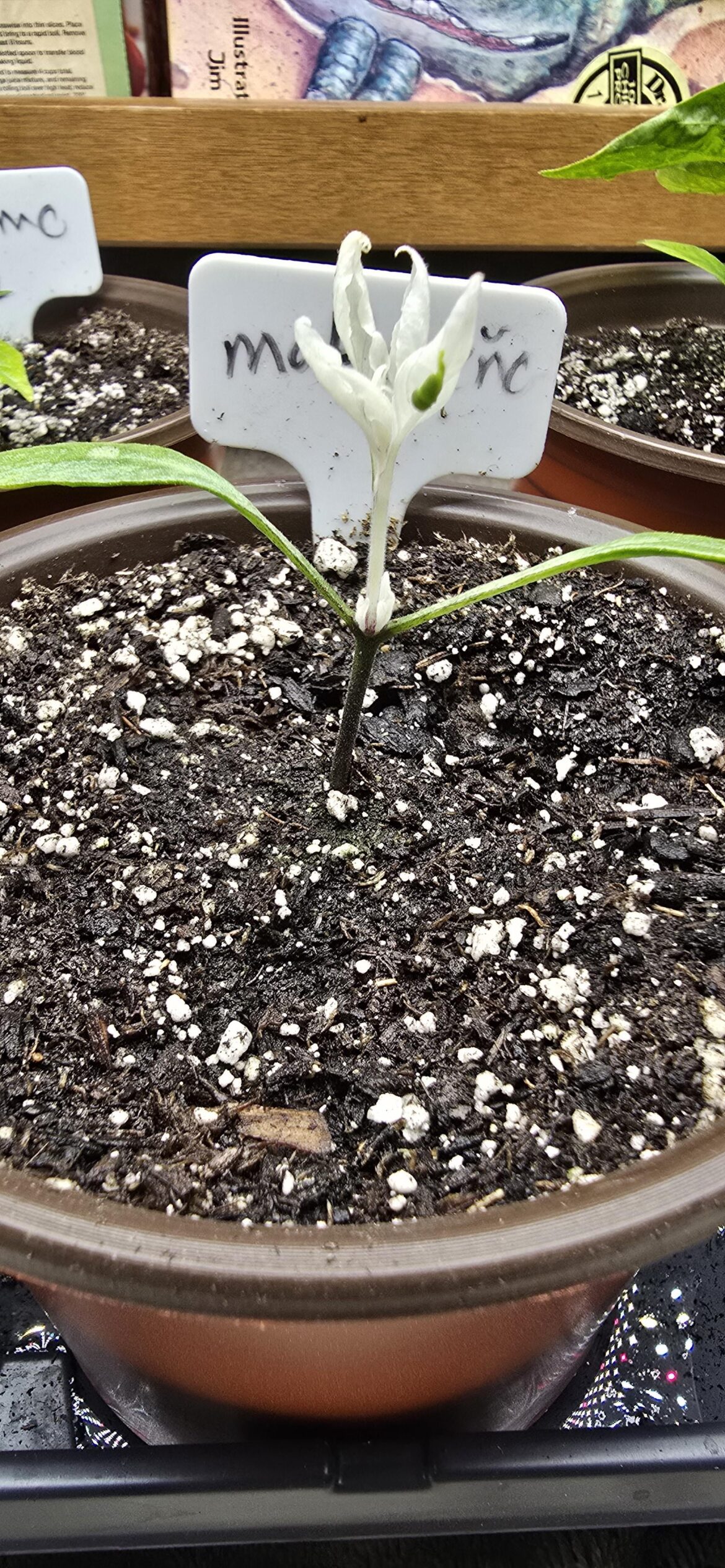 I don't care if the peppers taste good or not this plant is going to be a stunner.