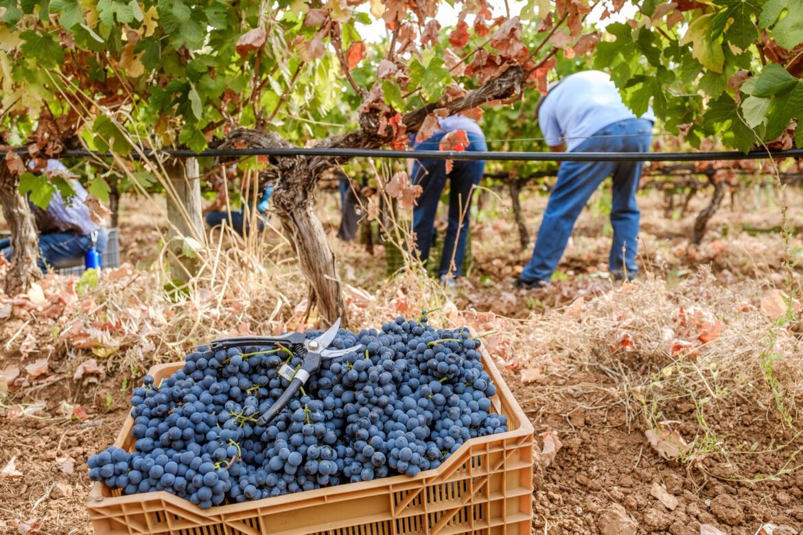 US stops orders for Portuguese wines