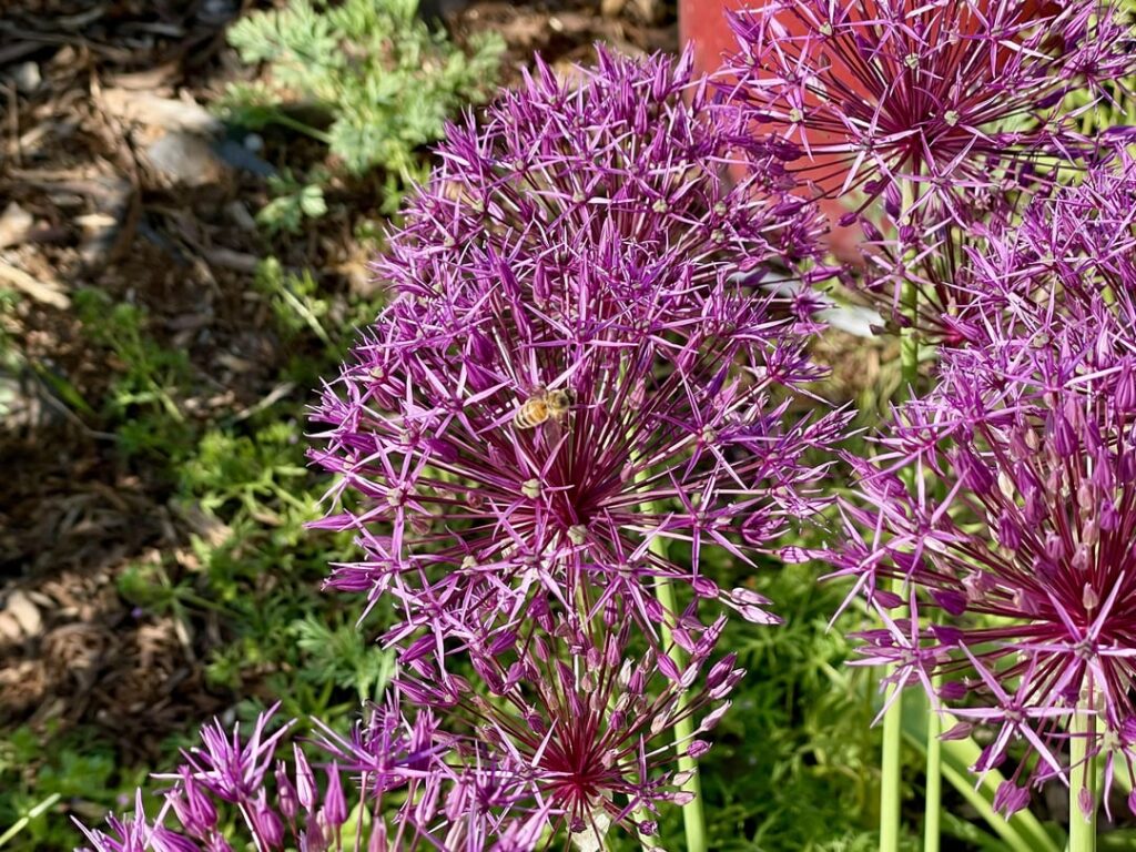 Onions are also fun when they flower
