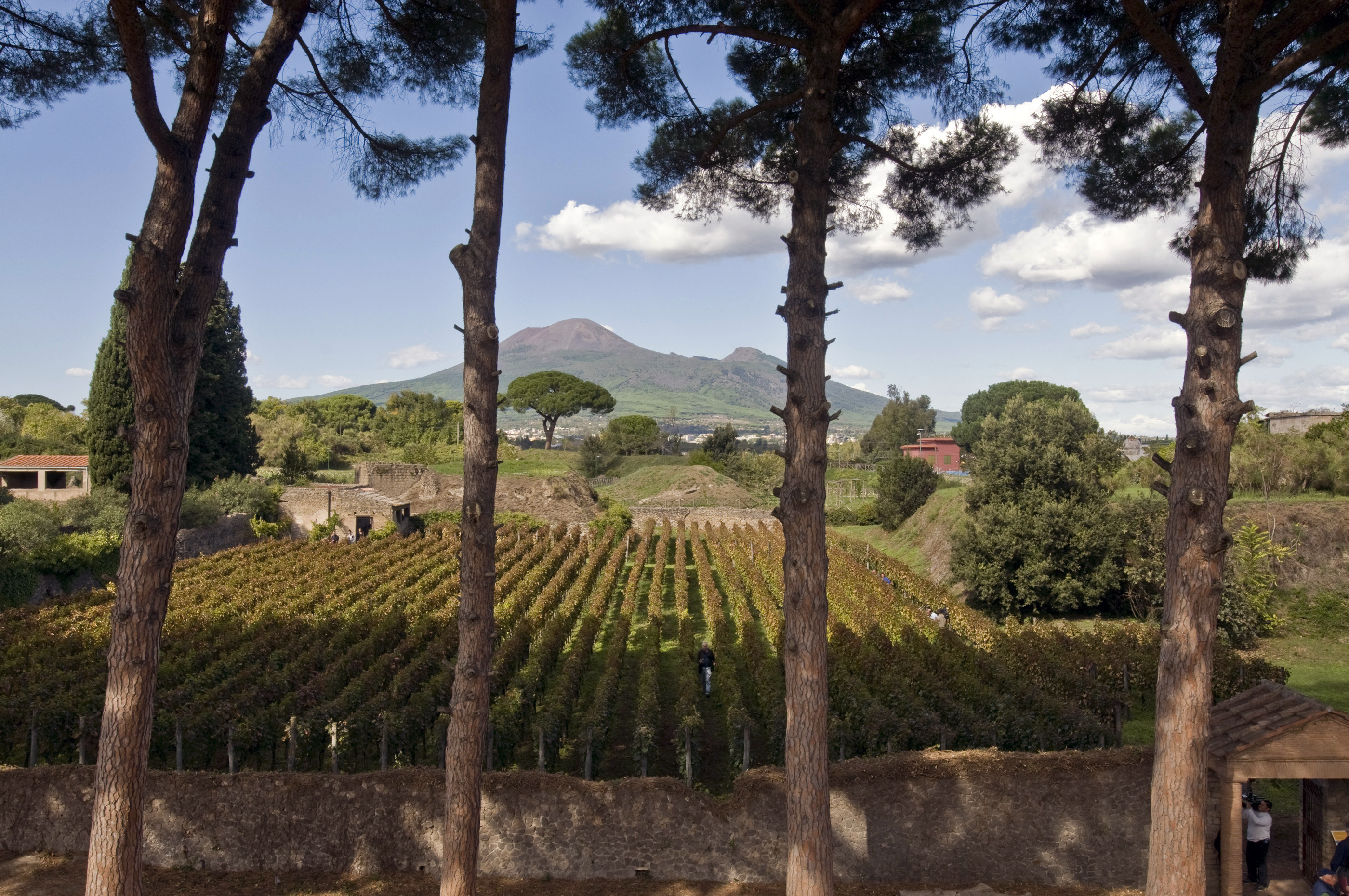 A view of the vineyards located in the ruins of ancient Pompei -- with the Vesuvio (Vesuvius) volcano in the background -- during the harvest on October 13, 2009. The vineyards, located on the same sites than 2000 years ago will produce for the 10th time, the "Villa dei Misteri" (Mysteries' Palace), a wine made from the same variety grape than the one used in ancient Pompei. AFP PHOTO / MARIO LAPORTA TO GO WITH AFP STORY (Photo by MARIO LAPORTA / AFP) (Photo by MARIO LAPORTA/AFP via Getty Images)