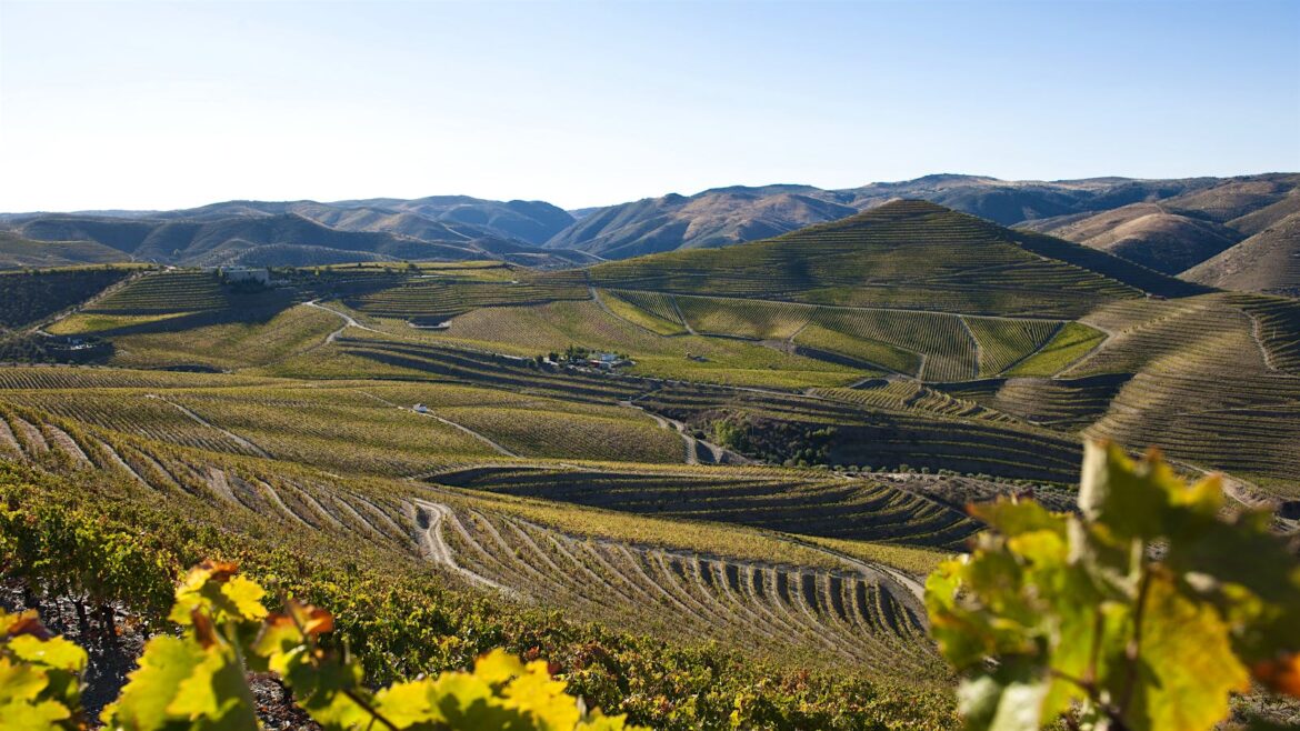 Portugal’s One-of-a-Kind Terroir in 5 Bottles Portugal’s One-of-a-Kind Terroir in 5 Bottles
