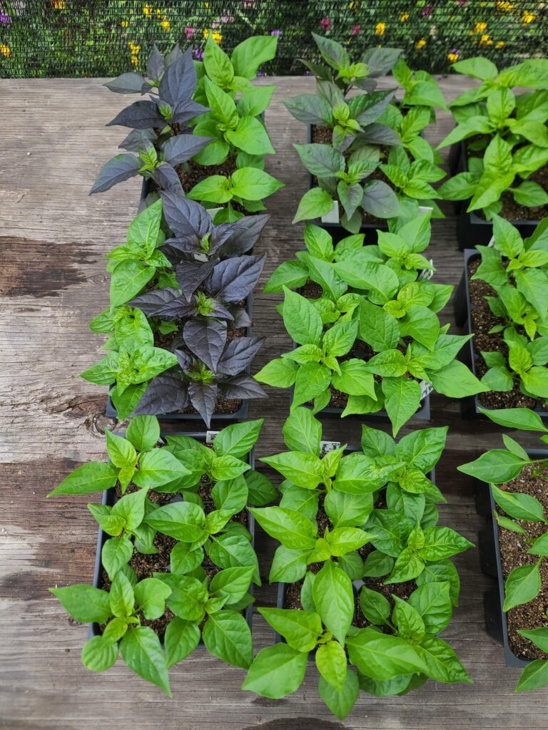 We’re getting close to transplanting! All of these were started outdoors. We're getting close to transplanting! All of these were started outdoors.