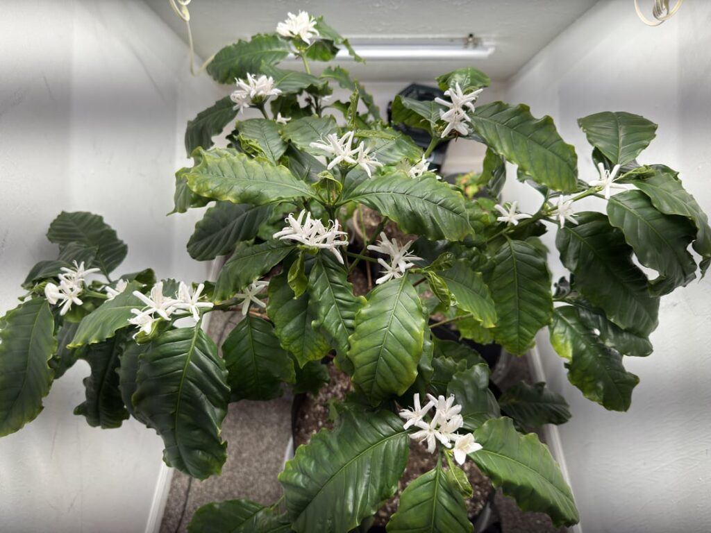 Coffee plants blooming for the first year – Ohio – Sign to grow your own Coffee plants blooming for the first year - Ohio - Sign to grow your own