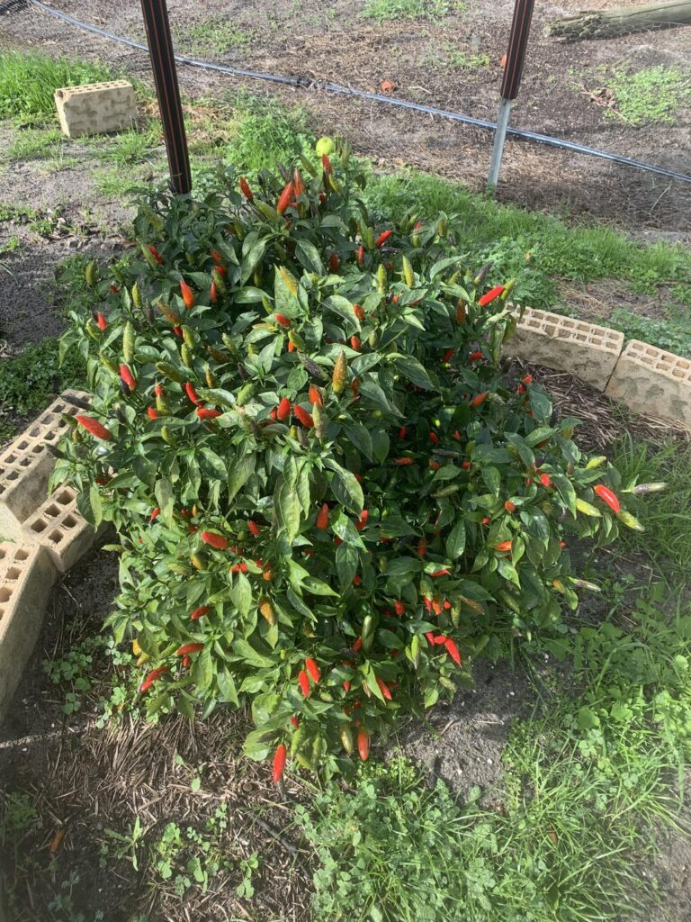 Did my Thai Birds Eye’s have too much nitrogen and water? Did my Thai Birds Eye’s have too much nitrogen and water?