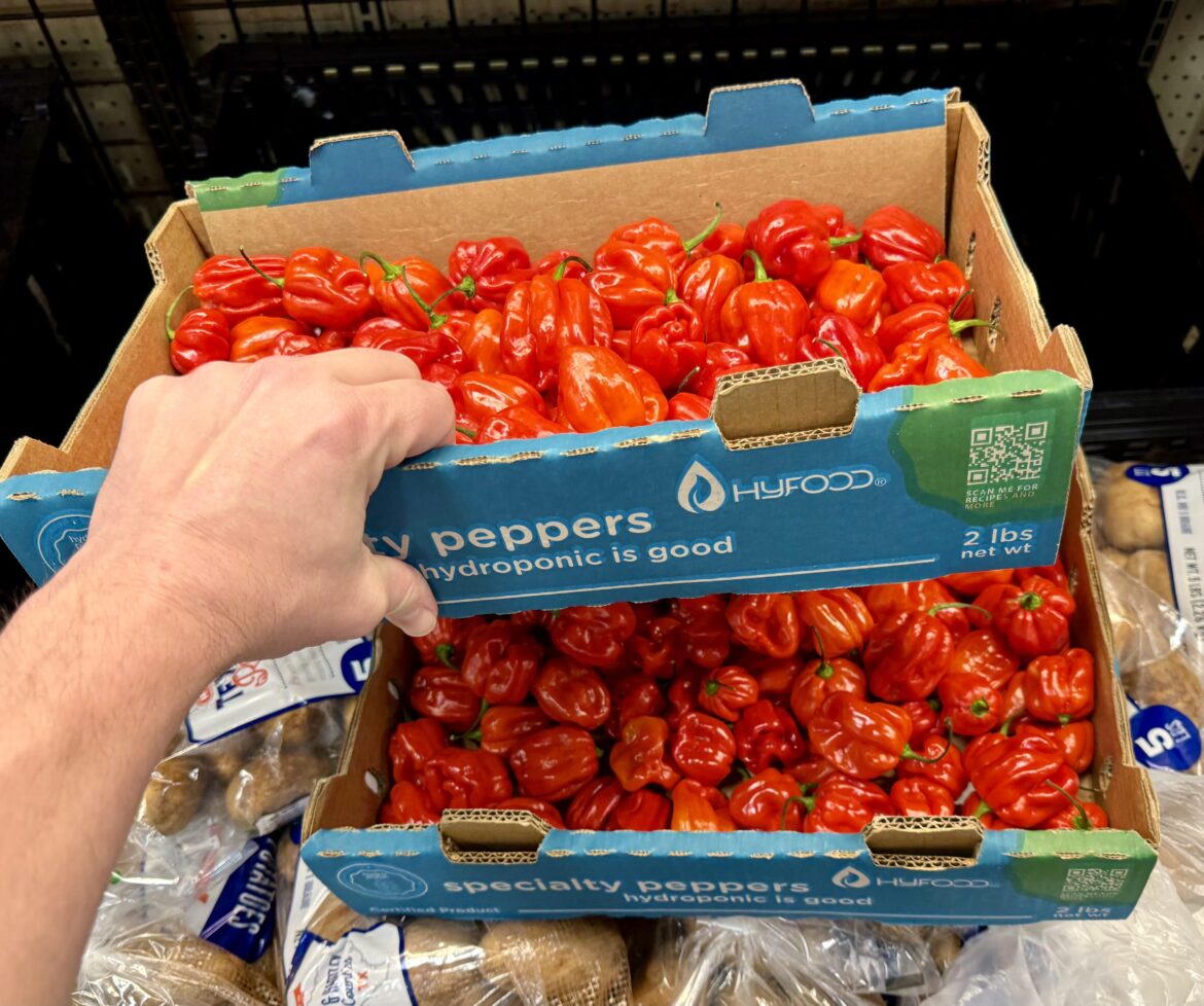 4 lbs of habaneros for my next sauce