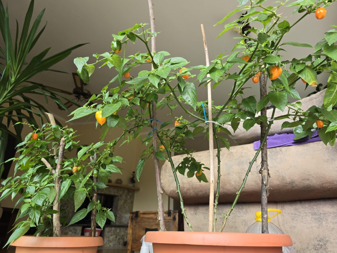 My plants survived the winter and now it seems my Habanero season starts early!