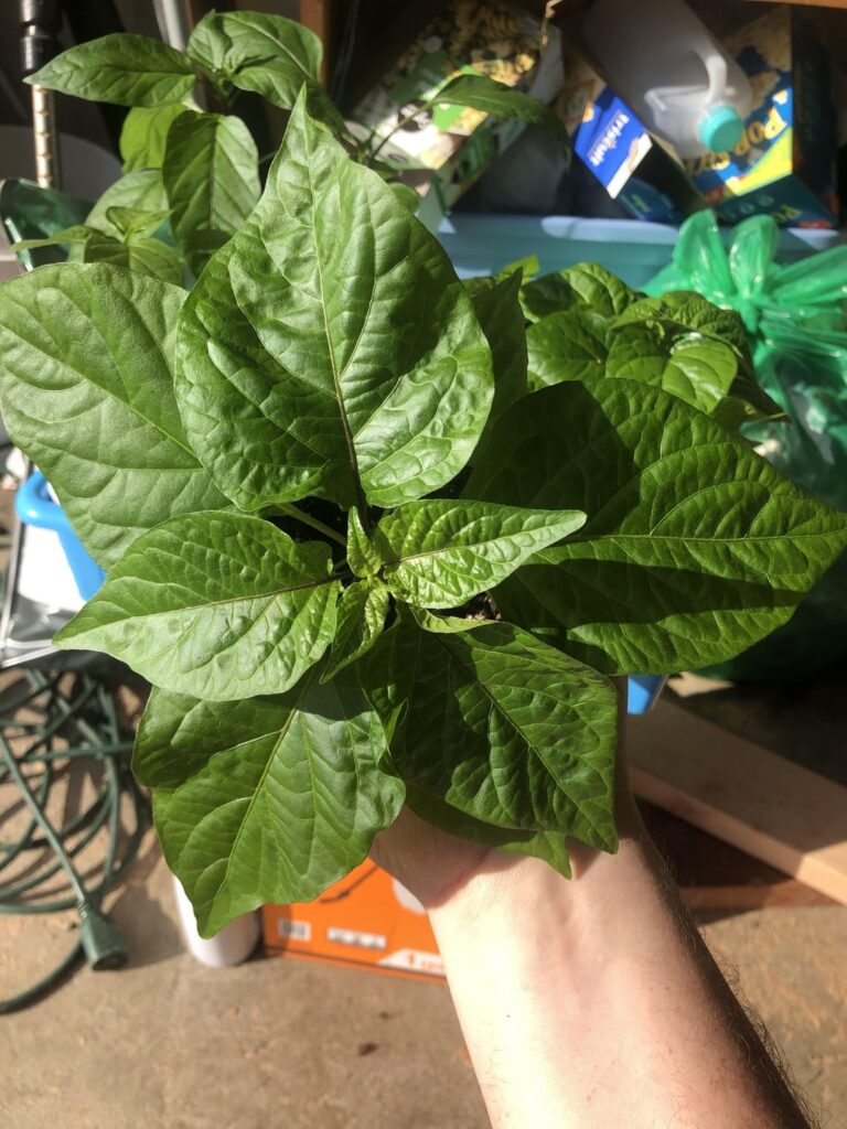 Started 5 weeks ago. I think I’m doing alright.