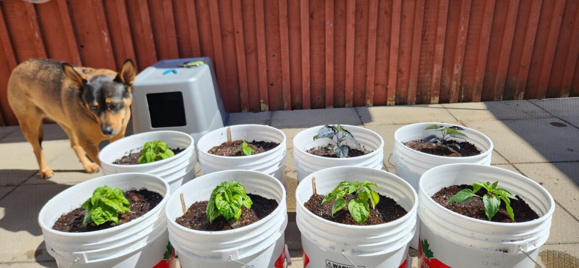 Obligatory "Just moved the peppers from red plastic cups to 5 gallon buckets" picture