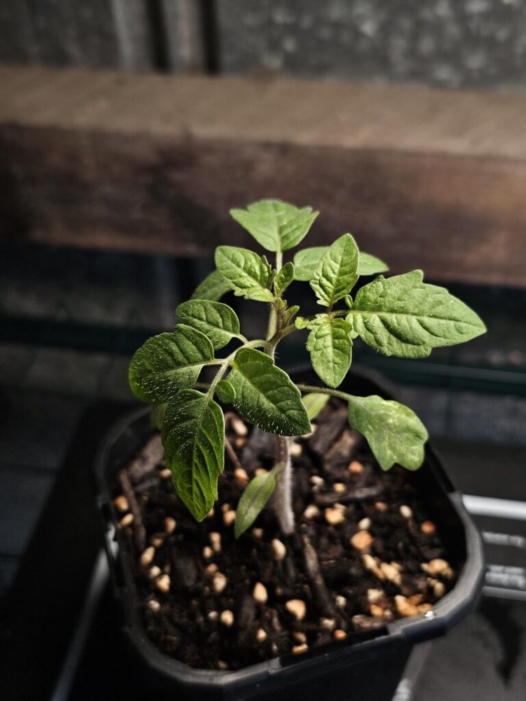 Tomato seedlings look cool. 🌱