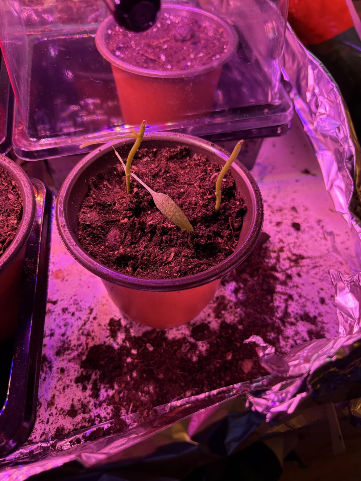 Are these doomed? My cat decided to have a late night snack and I’m so upset.