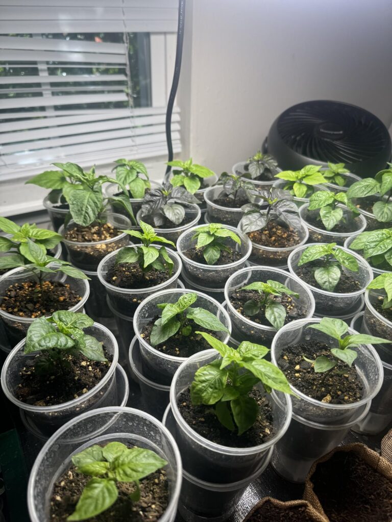 My first go around My first go around