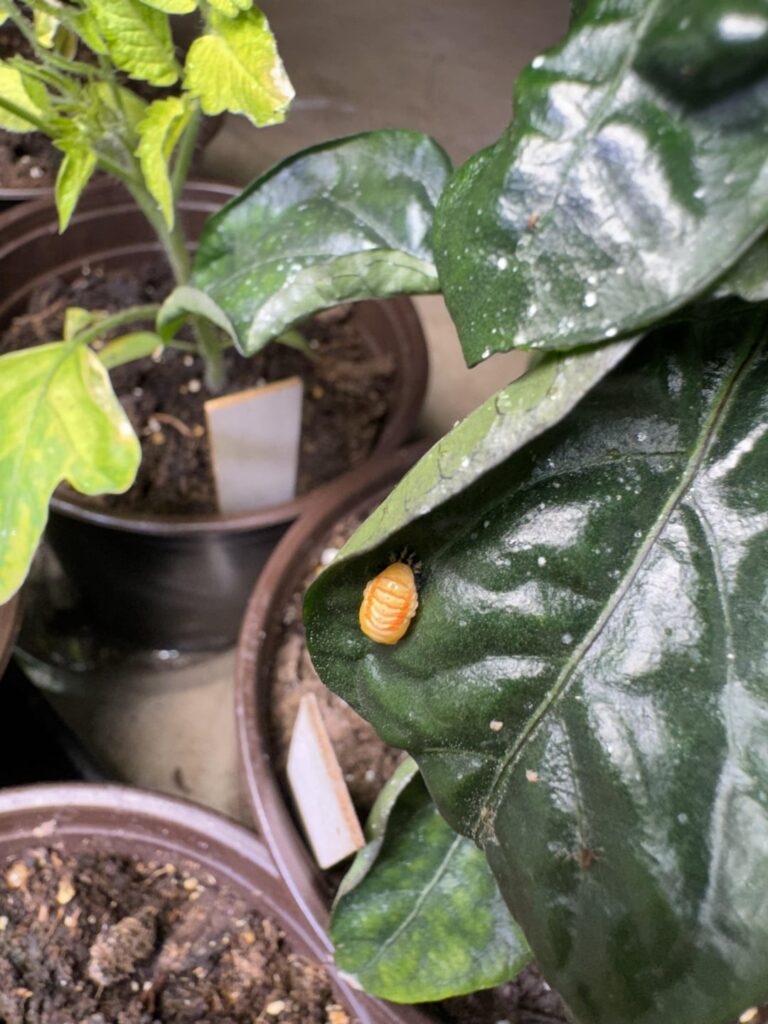 My lady beetle army hard at work protecting my plants from aphids