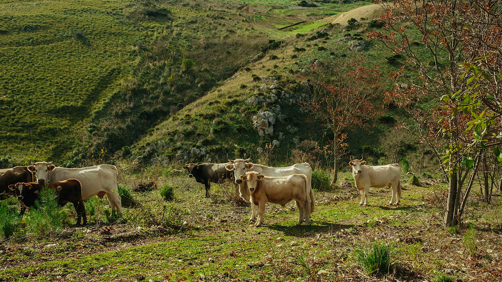  White and brown cattle grazing a slope on the biodynamic Serra Ferdinandea wine estate