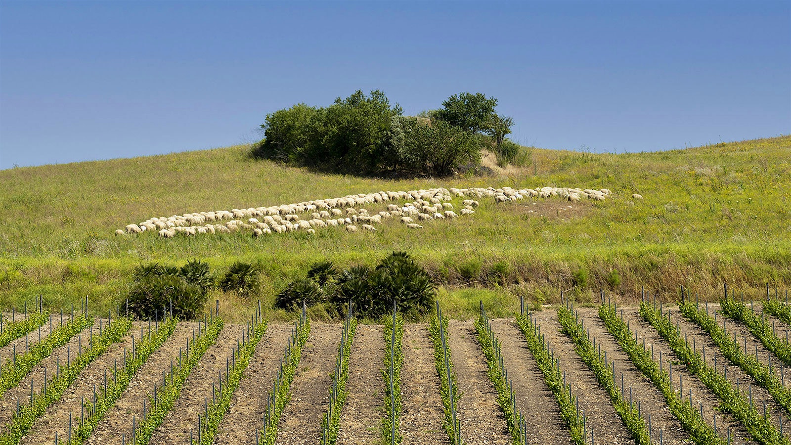  Sheep grazing a hillside around a clump of trees and bushes, with a vineyard in the foreground, at Serra Ferdinandea