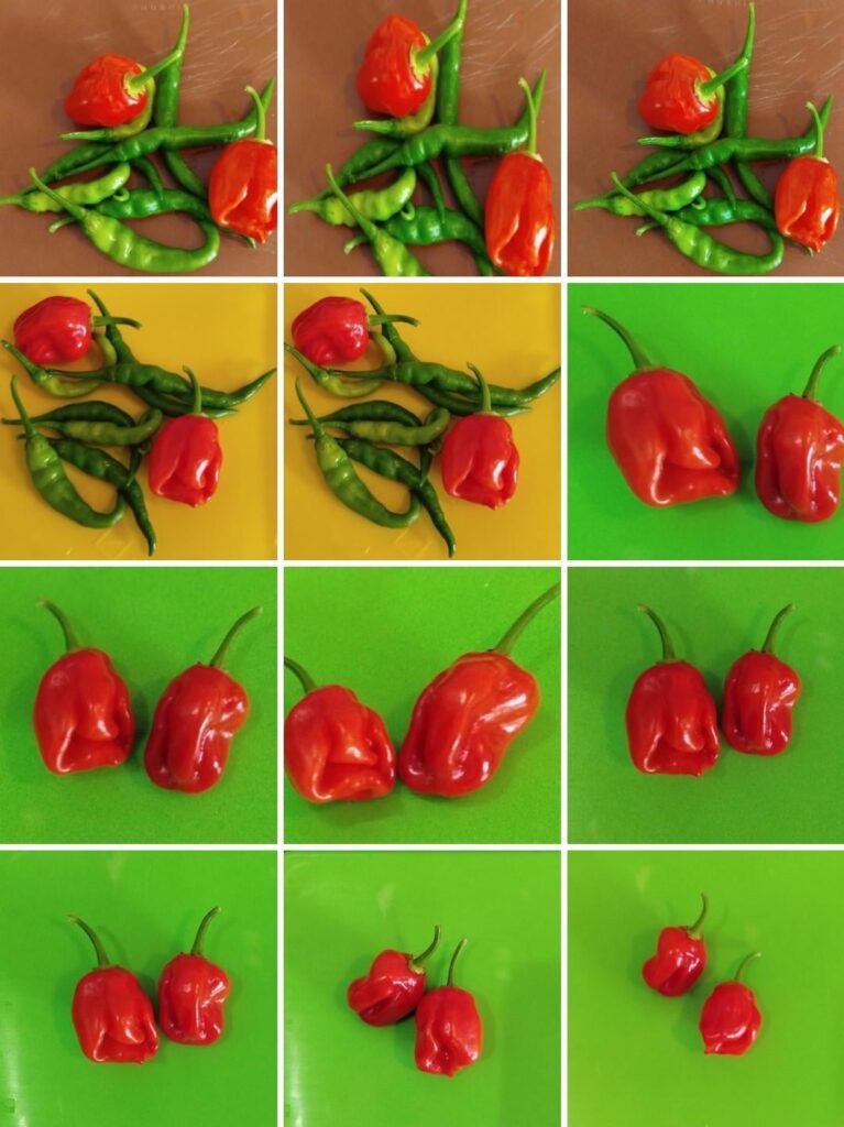 Less harvest collage