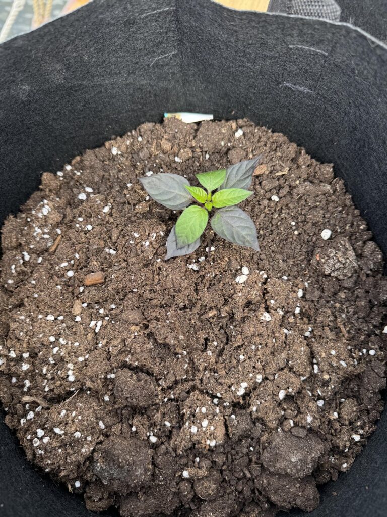 What are the issues with my peppers. They seem to be not growing right