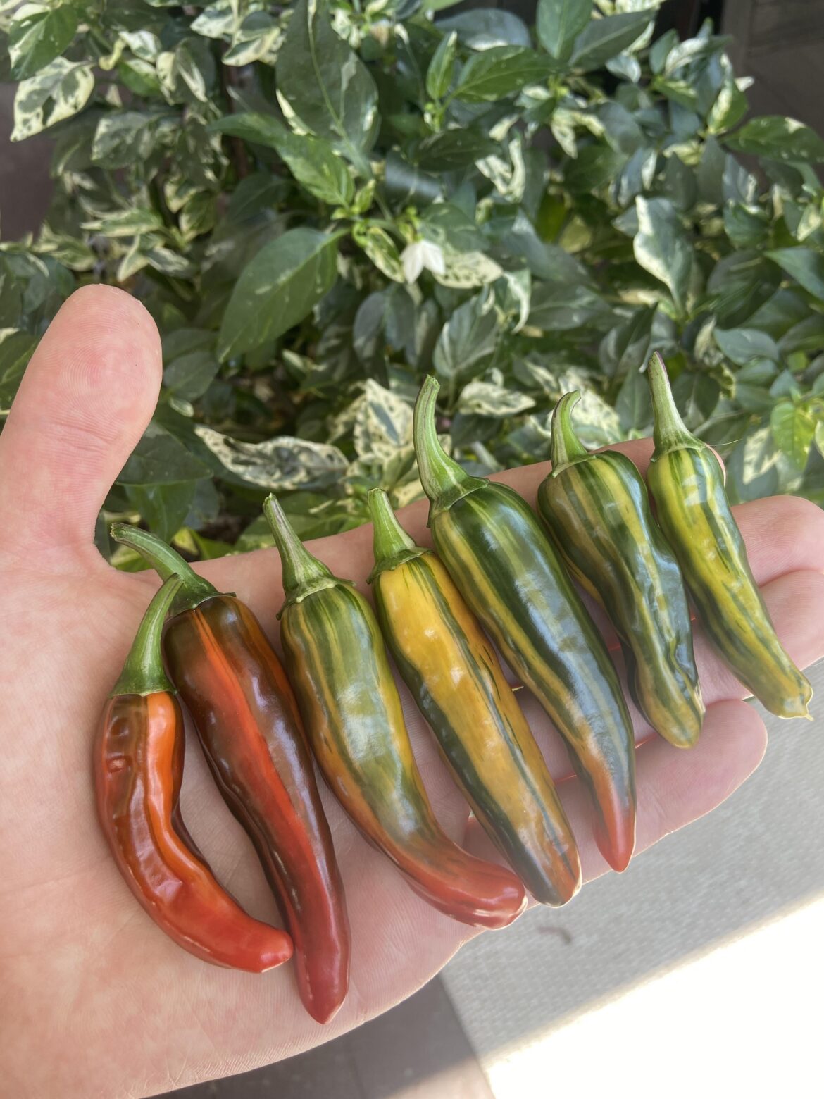 Little striped harvest :) pickles blood.