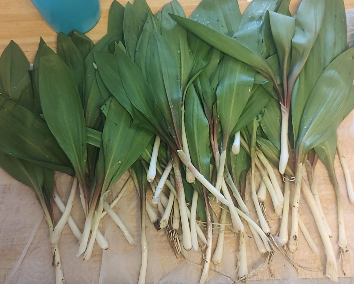 All of the ramp onions that me and my brother got from foraging