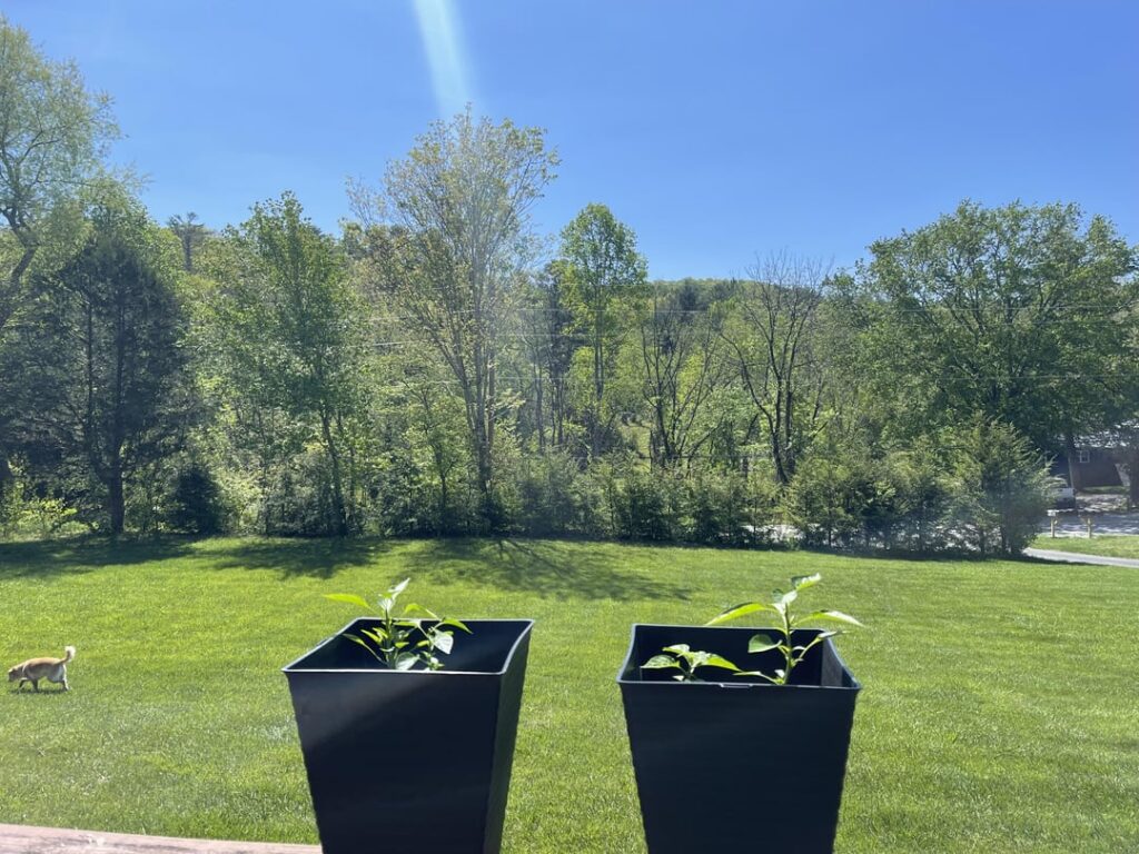 Double Pepper Pot? Double Pepper Pot?